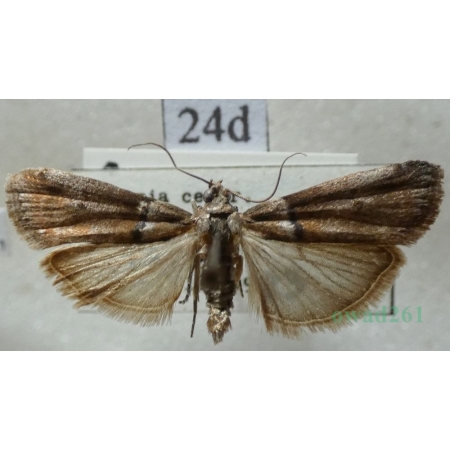 Acrobasis sodalella Zeller, 1848 Czech24d